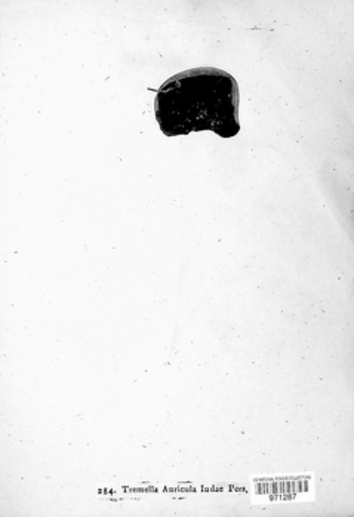 Auricularia auricula-judae image